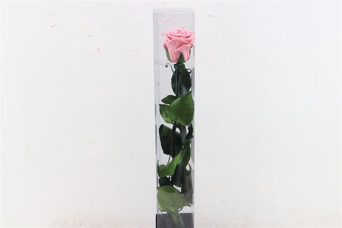 Ro Pres Stem 50cm Pink Dusty