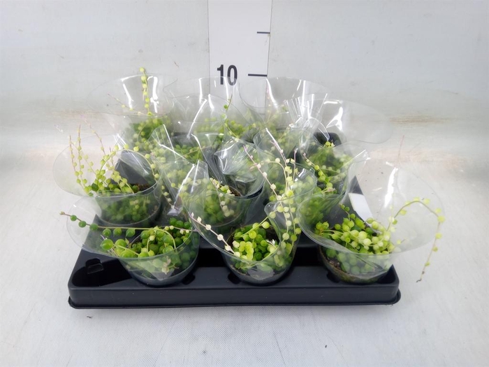 <h4>Senecio rowleyanus</h4>