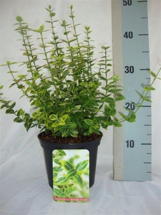 <h4>Euonymus fortunei 'Emerald 'n' Gold'</h4>