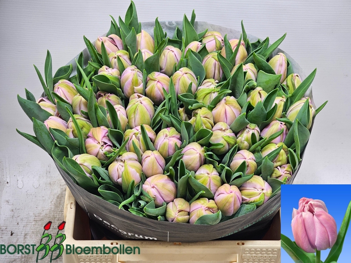 <h4>TU DU KATINKA</h4>