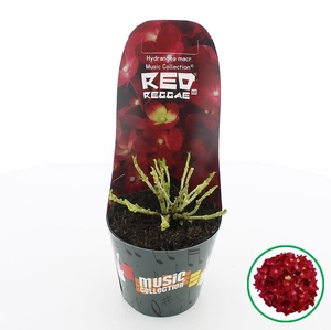 Hydrangea macr. Music Collection® 'Red Reggae'® C2 (17cm.) Potcover
