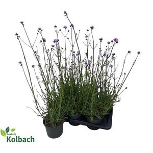 VERBE BONARIENSIS