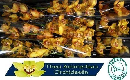 <h4>Esther 60 x10</h4>