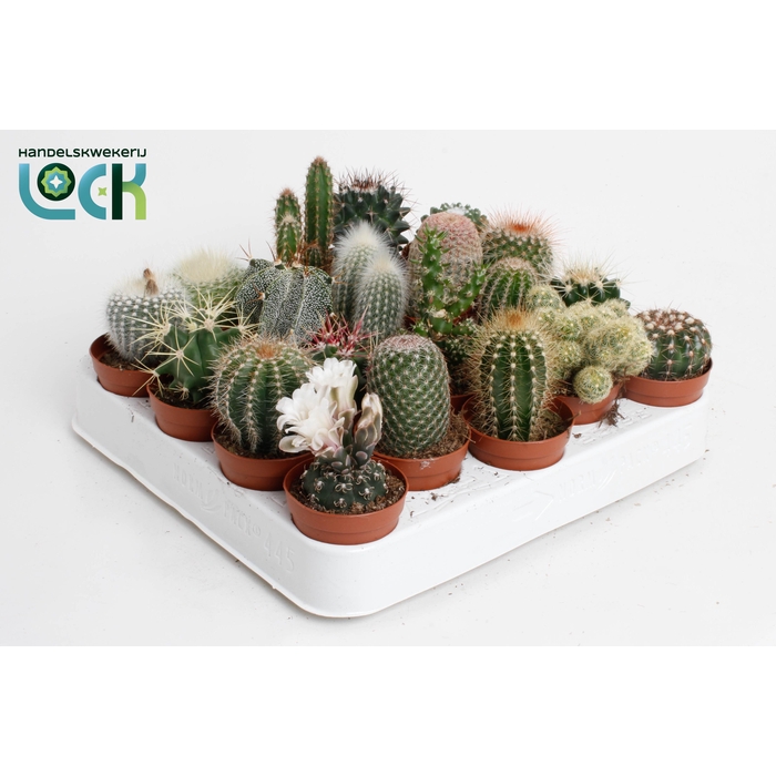 <h4>CACTUS GEM 18 SRT</h4>