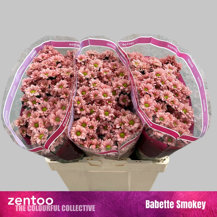 <h4>Chr San Babette Smokey Zentoo</h4>