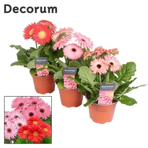 Gerbera 2-bl Pink