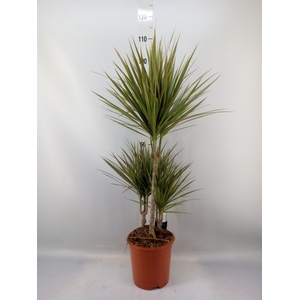 Dracaena marg. 'Bicolor'