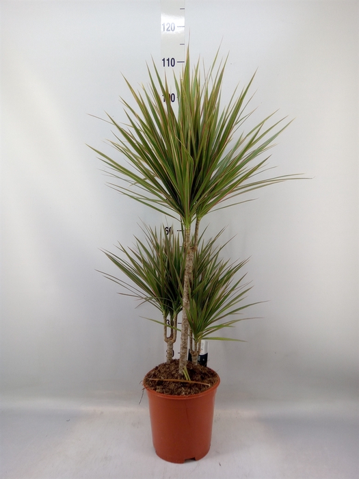 <h4>Dracaena marg. 'Bicolor'</h4>