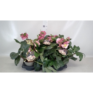 Helleborus  'Ice N Roses Rosetta'