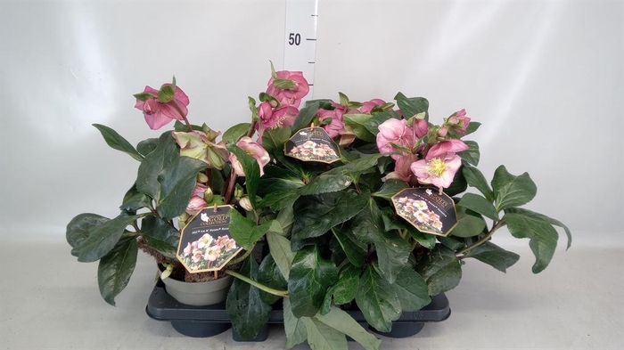 <h4>Helleborus  'Ice N Roses Rosetta'</h4>