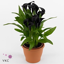.Zantedeschia odessa