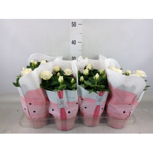 Rosa  'Amorosa Infinity White'