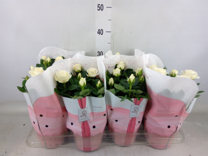 <h4>Rosa  'Amorosa Infinity White'</h4>