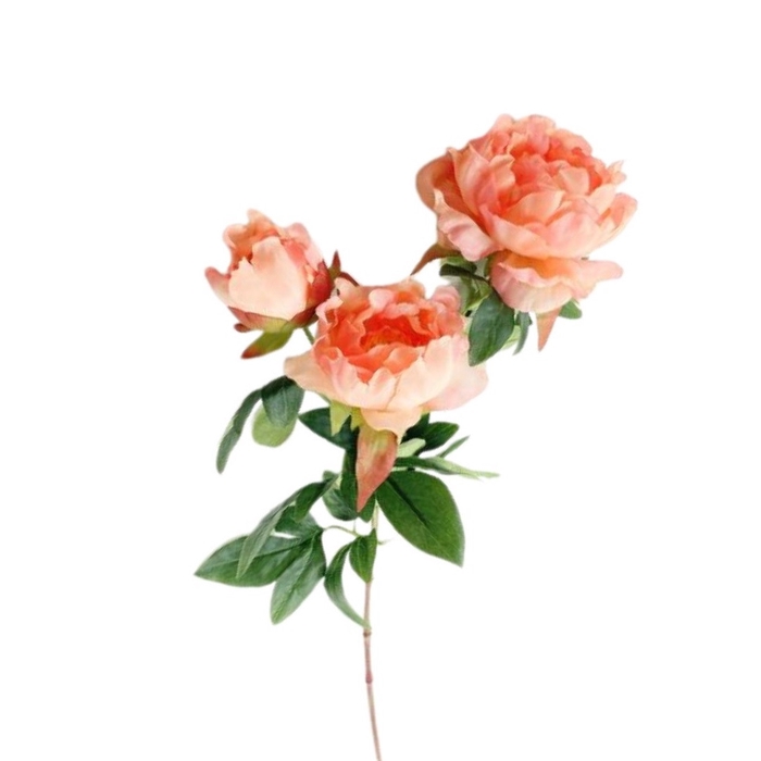 <h4>Paeonia 65cm</h4>