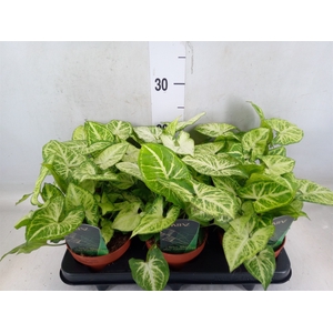 Syngonium  'Arrow'