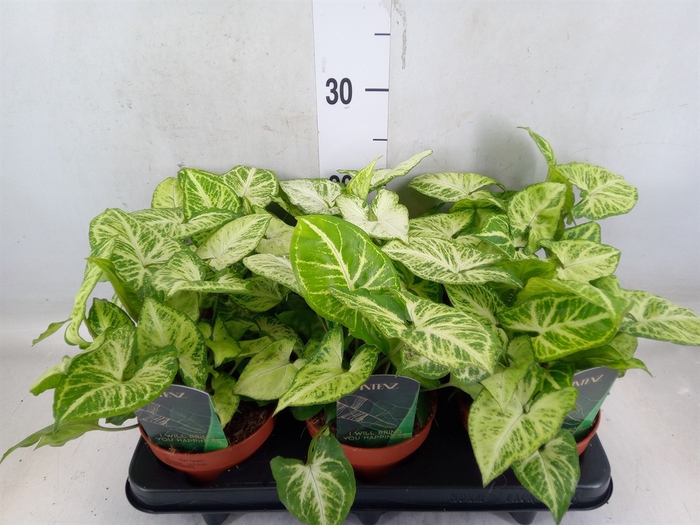 <h4>Syngonium  'Arrow'</h4>