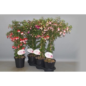 FUCHSIA OV