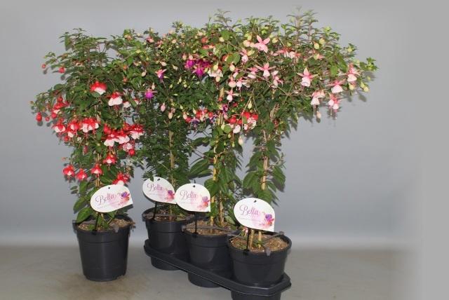 <h4>FUCHSIA OV</h4>