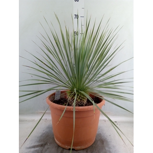 Yucca rostrata