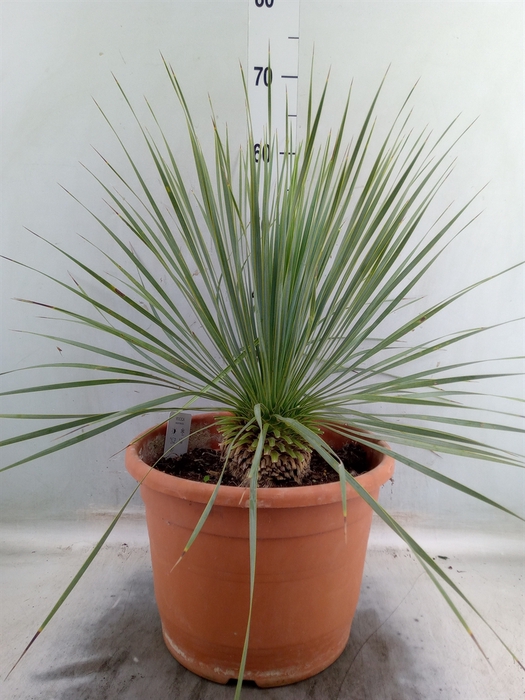 <h4>Yucca rostrata</h4>