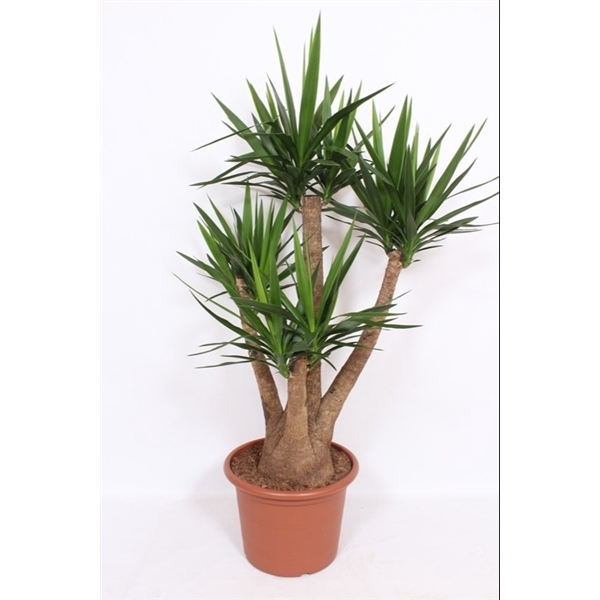 <h4>Yucca elephantipes</h4>