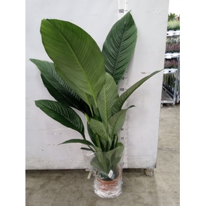 Spathiphyllum  'Sensation'
