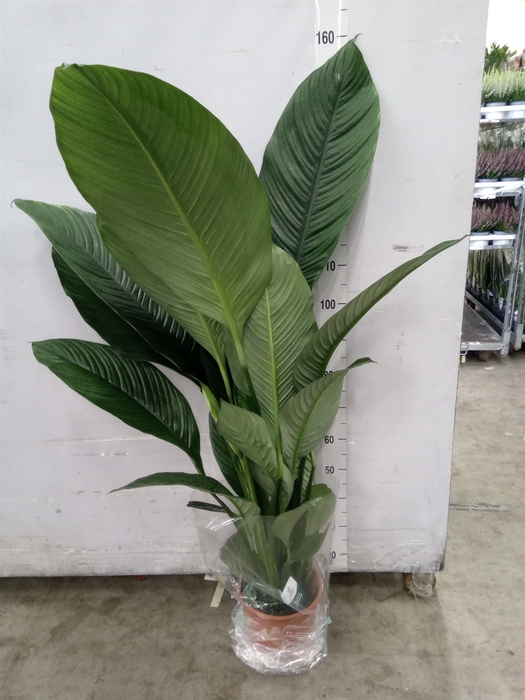 <h4>Spathiphyllum  'Sensation'</h4>