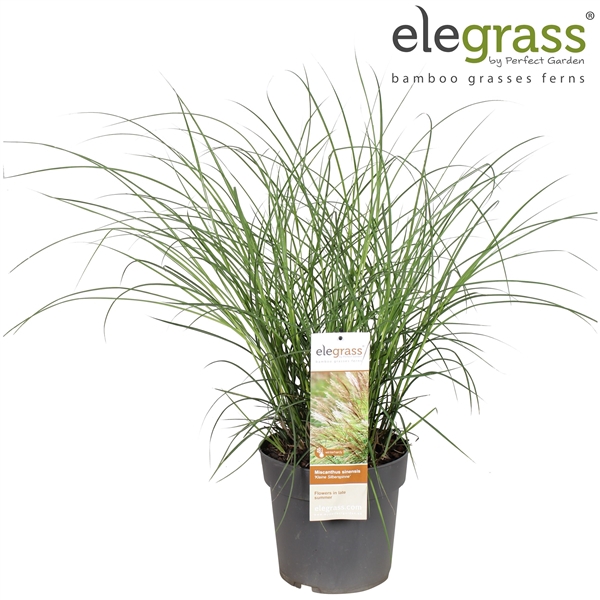<h4>Miscanthus sin. 'Kleine Silberspinne' P23</h4>