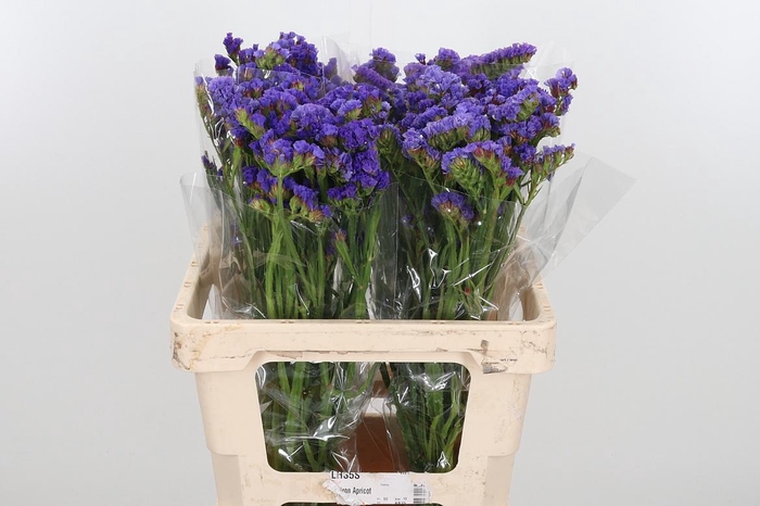 <h4>Limonium St Overig</h4>