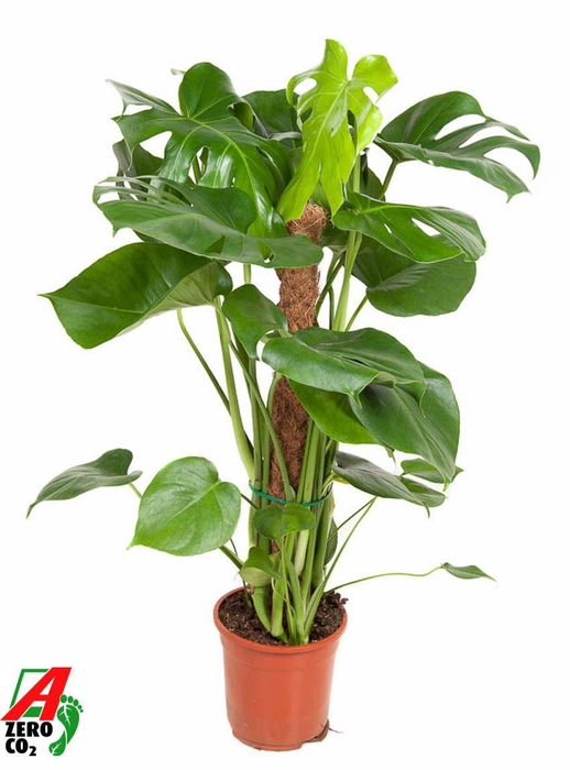<h4>Monstera Deliciosa mosstok P19</h4>