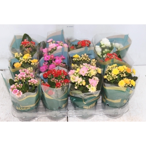 KALANCHOE DOBRADO MINI P09