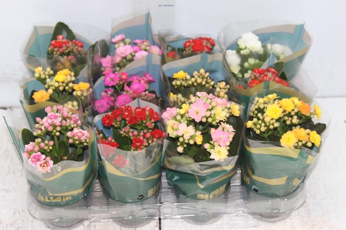 <h4>KALANCHOE DOBRADO MINI P09</h4>