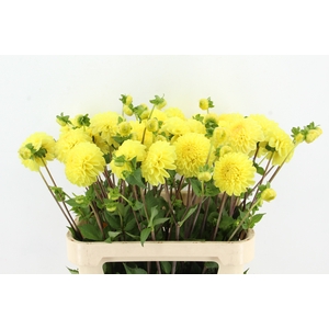 DAHL YELLOW SYMPHONIE