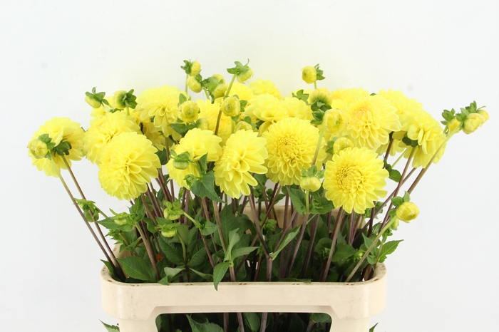 <h4>DAHL YELLOW SYMPHONIE</h4>