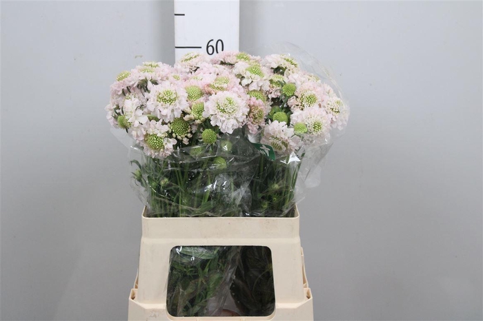 <h4>Scab At Fr Vanilla Bl Scoop</h4>