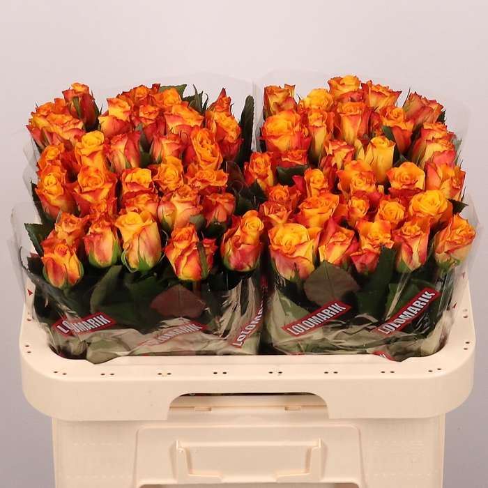 <h4>Rosa gr Marie-Claire</h4>