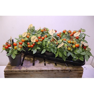 arr8 Tomatenplanten