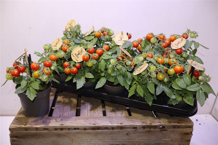 <h4>arr8 Tomatenplanten</h4>