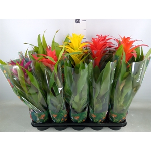 Guzmania   ...mix