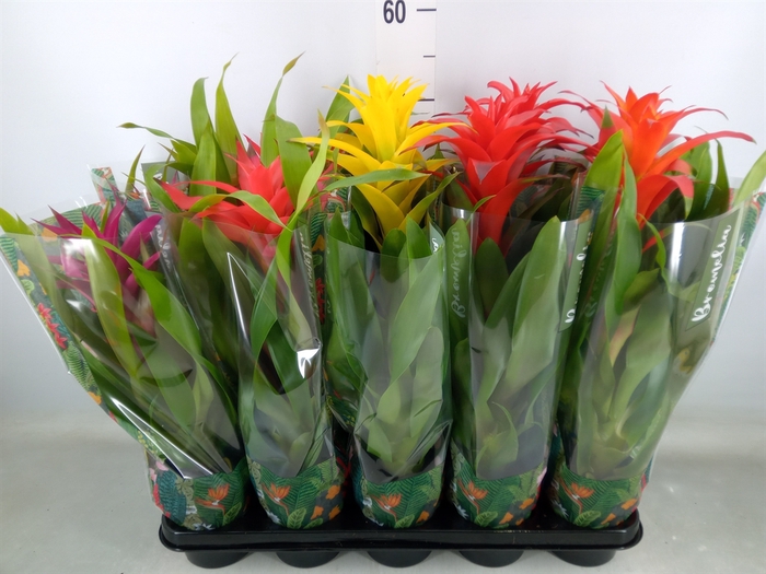 <h4>Guzmania   ...mix</h4>