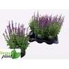 SALVIA NE OSTFRIESL