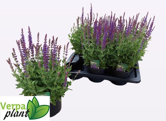 SALVIA NE OSTFRIESL
