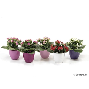 KALANCHOE BLOSSF p6 E 4633