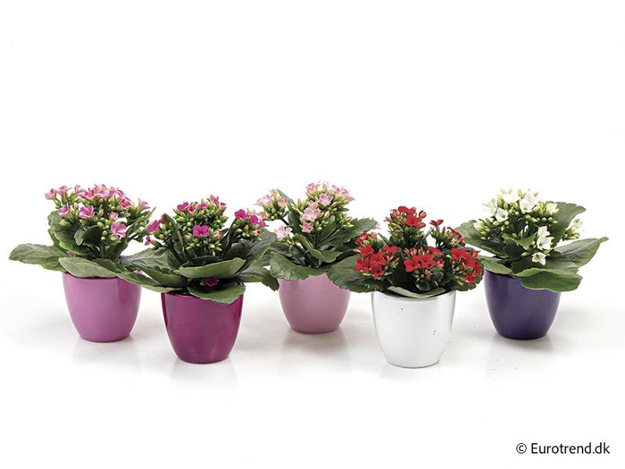 <h4>KALANCHOE BLOSSF p6 E 4633</h4>