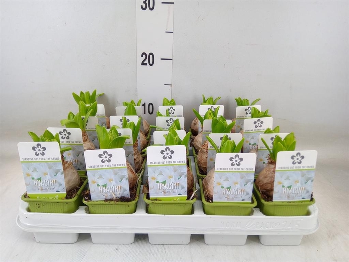 <h4>Hyacinthus orie. 'Pearl White'</h4>