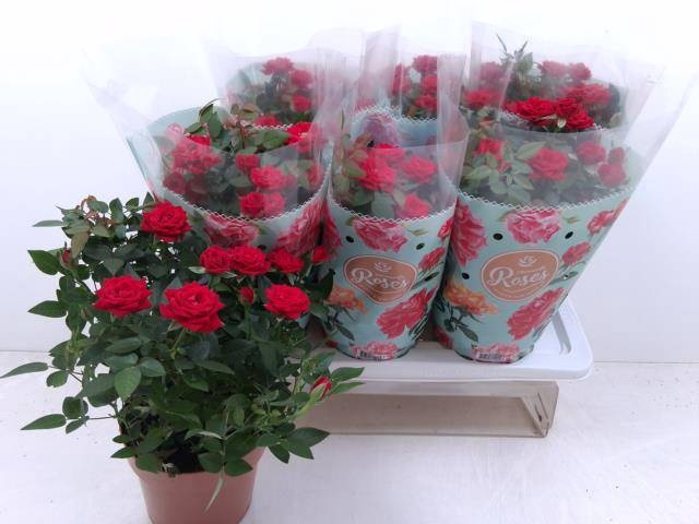 <h4>RO FAV RO RED</h4>