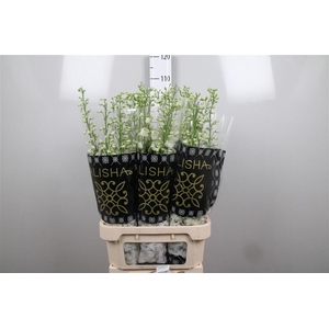 Delph Du Dewi Impress White