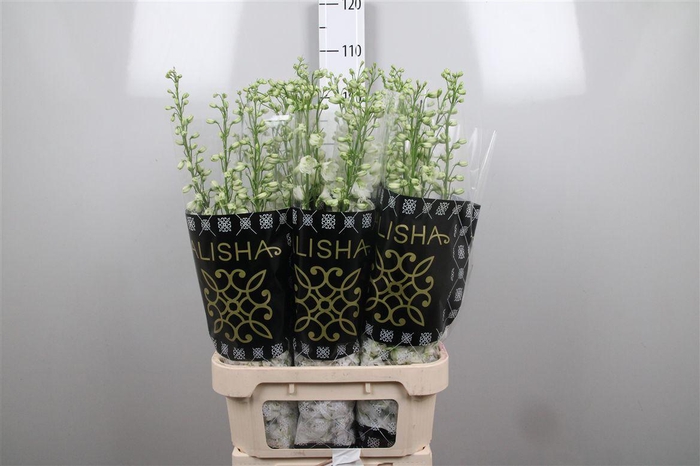 <h4>Delph Du Dewi Impress White</h4>