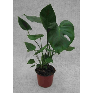 MONSTERA DELICIOSA