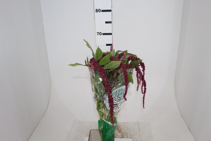 <h4>AMARANTHUS DOBRADO 060 CM PINK</h4>